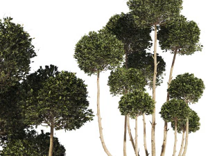 Garden Tree 02 3D Model