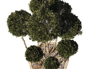 Garden Tree 02 3D Модель