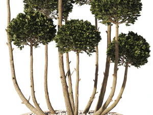 Garden Tree 02 3D Model