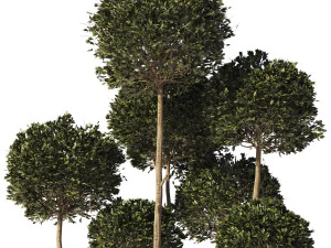 Garden Tree 02 3D Model