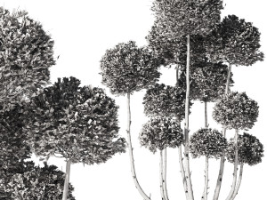 Garden Tree 02 3D Модель