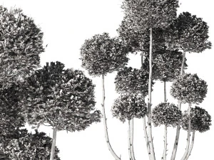 Garden Tree 02 3D Model
