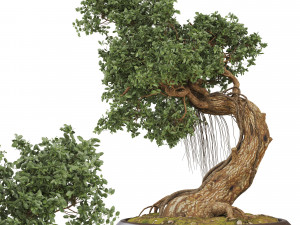 Bonsai 06 Modelo 3D