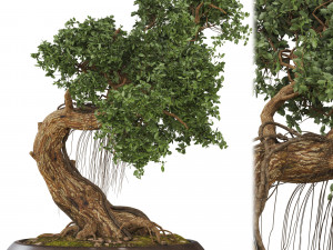 Bonsai 06 3D Model
