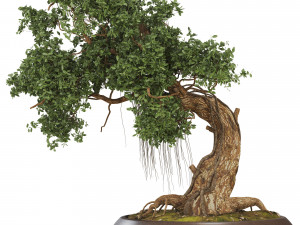 Bonsai 06 Modelo 3D