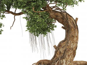 Bonsai 06 Modelo 3D