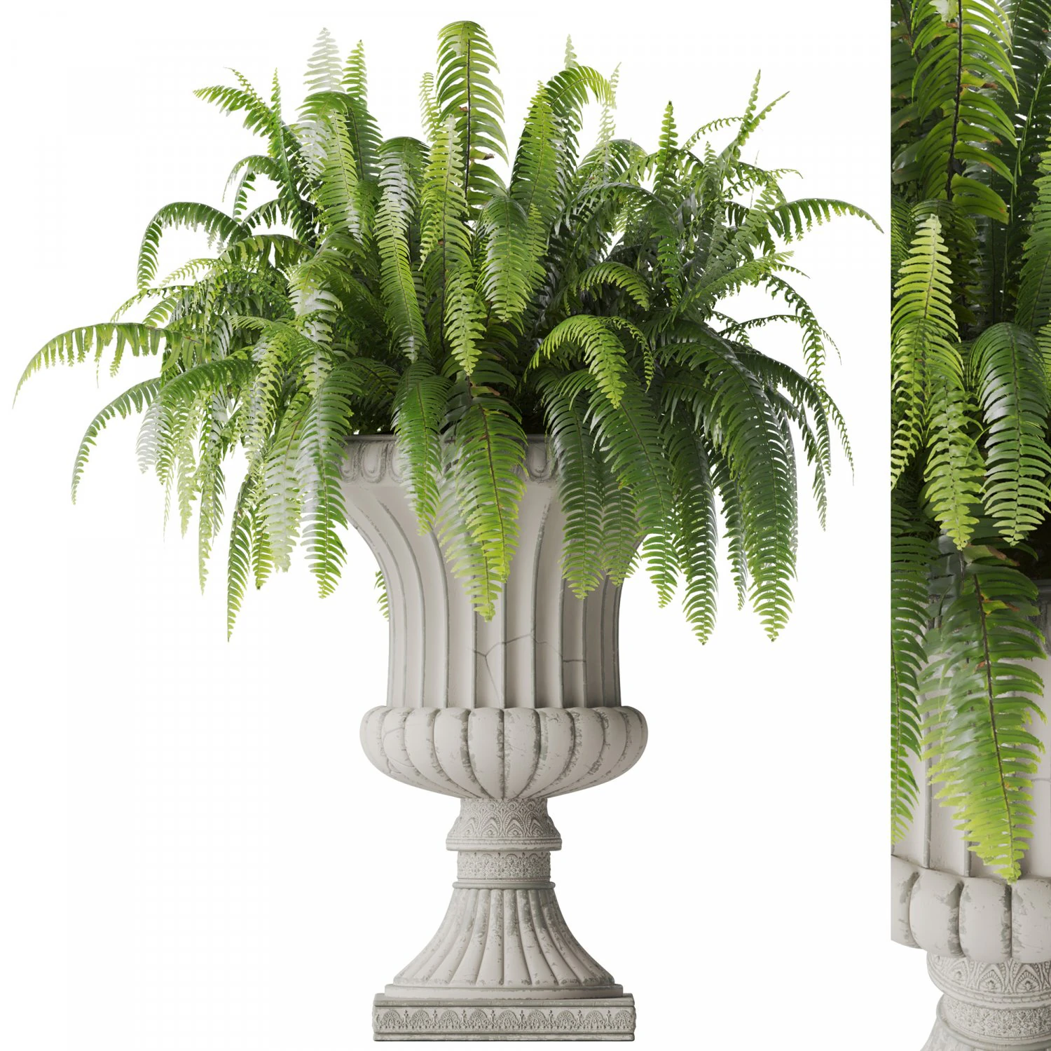 Boston Fern In Classic Vase 3D Model .c4d .max .obj .3ds .fbx .stl .blend