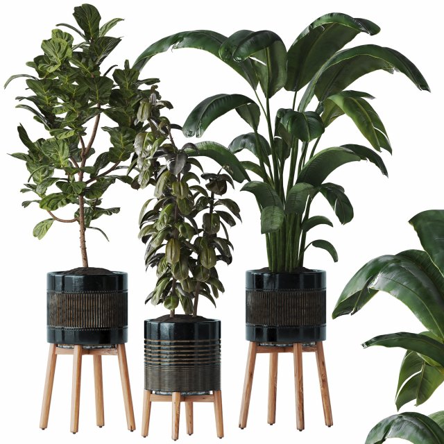 Indoor plant Set 07 - Ficus Strelitzia lyrata 3D Model .c4d .max .obj .3ds .fbx .stl .blend 