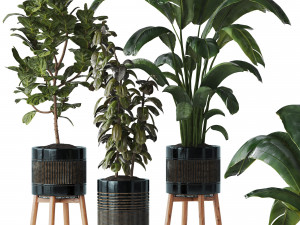 Indoor plant Set 07 - Ficus Strelitzia lyrata Modello 3D