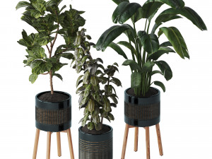 Indoor plant Set 07 - Ficus Strelitzia lyrata 3D Model