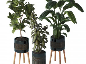 Indoor plant Set 07 - Ficus Strelitzia lyrata 3D Model