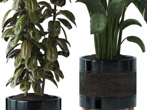 Indoor plant Set 07 - Ficus Strelitzia lyrata 3D Model
