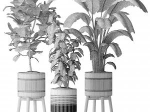 Indoor plant Set 07 - Ficus Strelitzia lyrata 3D Model