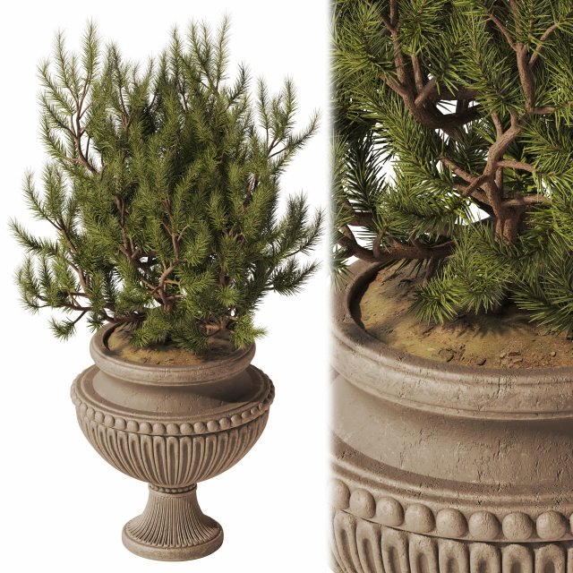 Decorative Pine In Classic Vase 3D Model .c4d .max .obj .3ds .fbx .stl .blend 