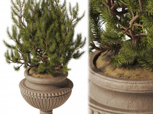Decorative Pine In Classic Vase 3Dモデル