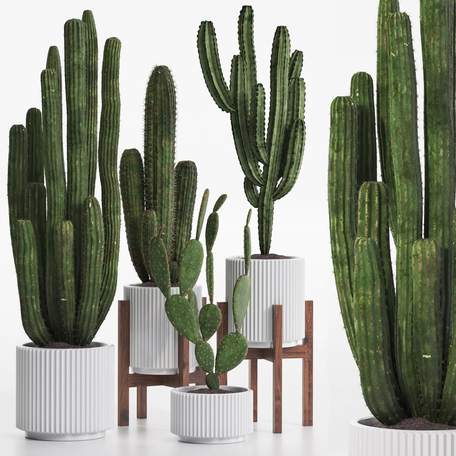 Cactus set 3D Model .c4d .max .obj .3ds .fbx .stl .blend 