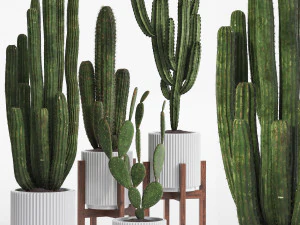 Cactus set 3D Model