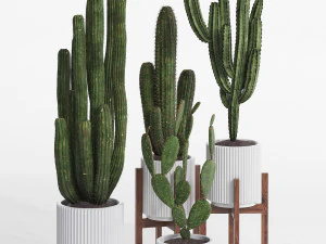 Cactus set 3D Model