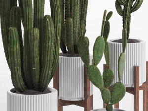 Cactus set 3D Model