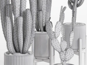 Cactus set 3D Model