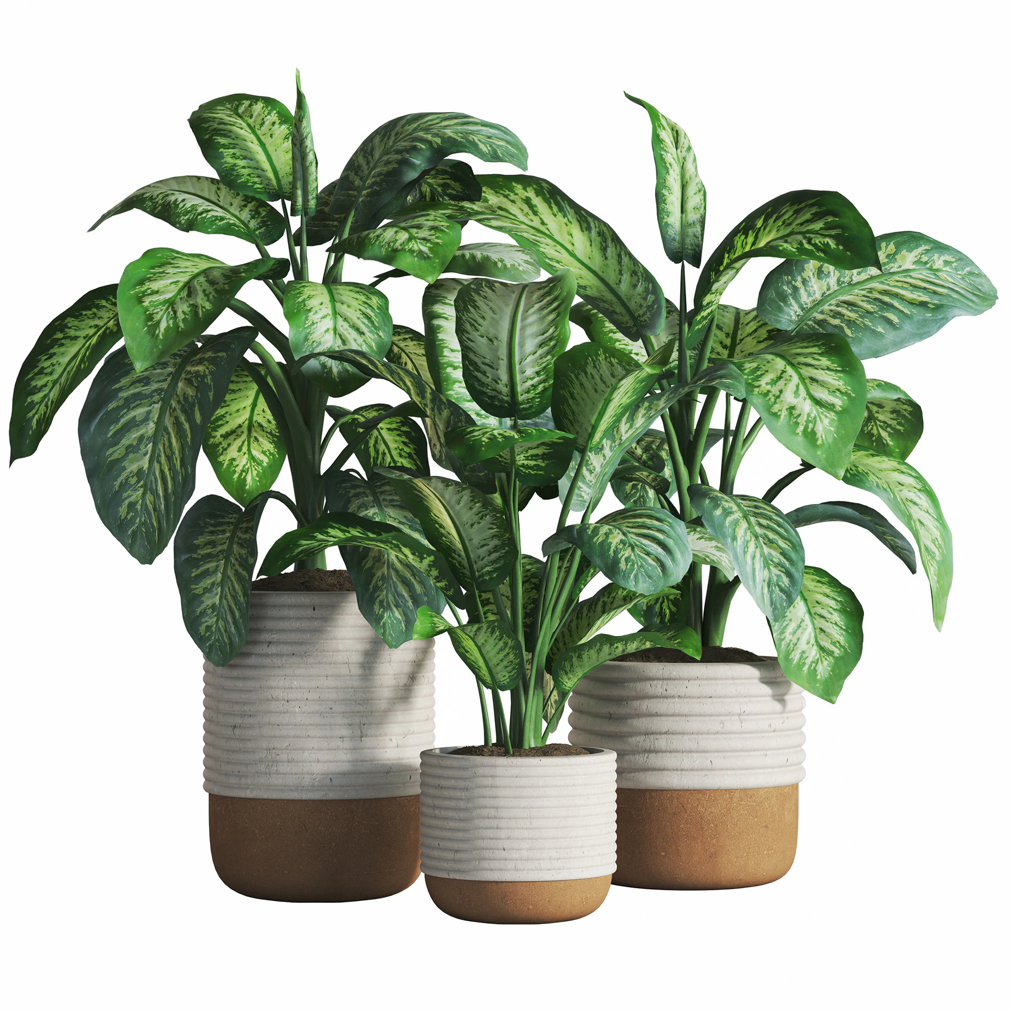 Dieffenbachia Set 3D Model .c4d .max .obj .3ds .fbx .stl .blend 