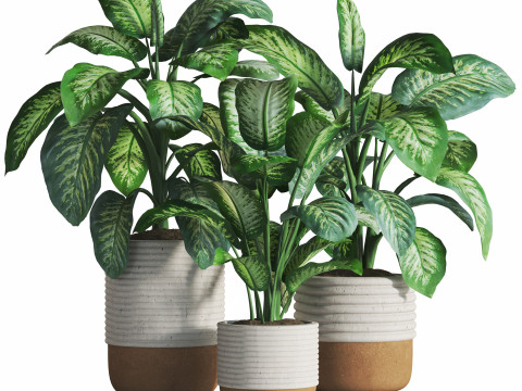 Dieffenbachia Set 3Dモデル