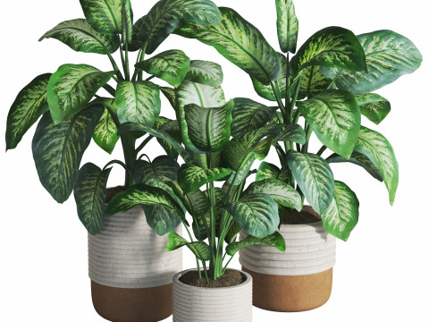 Dieffenbachia Set 3Dモデル