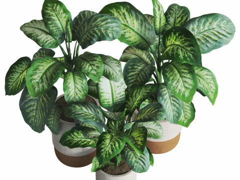 Dieffenbachia Set 3Dモデル