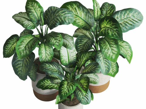 Dieffenbachia Set 3D Model