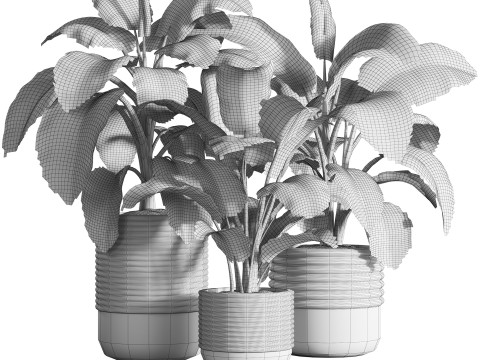 Dieffenbachia Set 3Dモデル