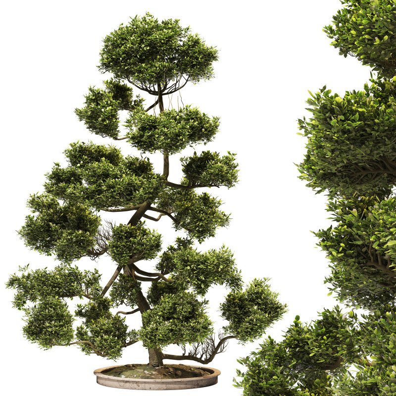 Garden Set 03 - Cloud Pruned Tree 3D Model .c4d .max .obj .3ds .fbx .stl .blend 
