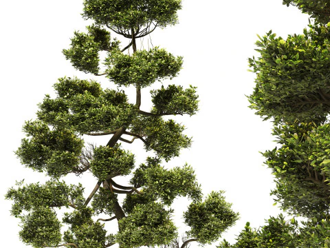 Set da giardino 03 &ndash; Albero potato a nuvola Modello 3D