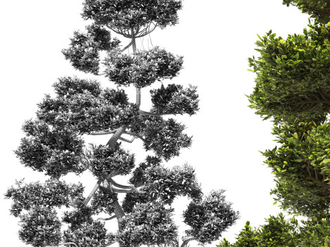 Garden Set 03 - Cloud Pruned Tree 3D Model