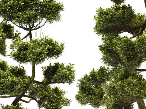 Garden Set 03 - Cloud Pruned Tree 3D Model