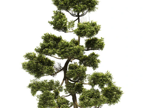 Garden Set 03 - Cloud Pruned Tree 3D Model