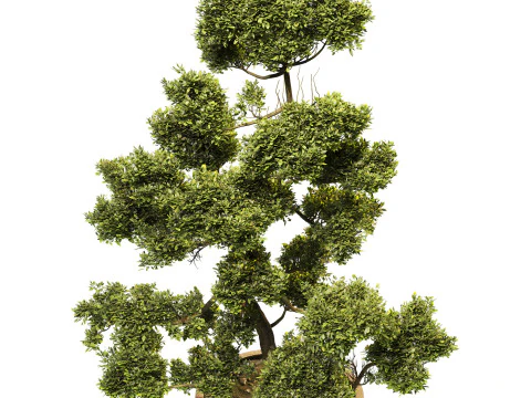 Garden Set 03 - Cloud Pruned Tree 3D Model