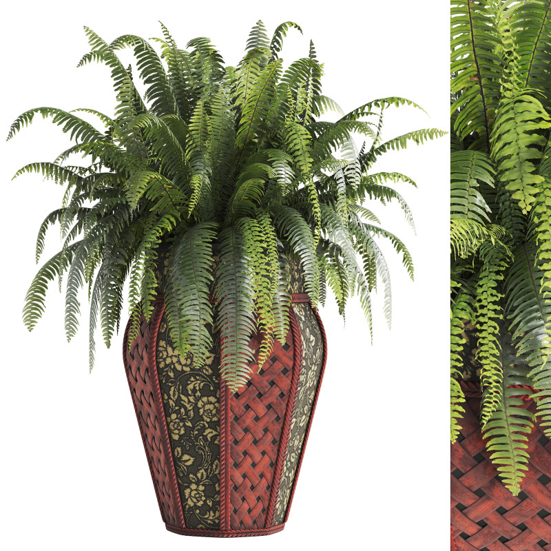 Boston Fern Plant In Decorative Planter 3D Model .c4d .max .obj .3ds .fbx .stl .blend 
