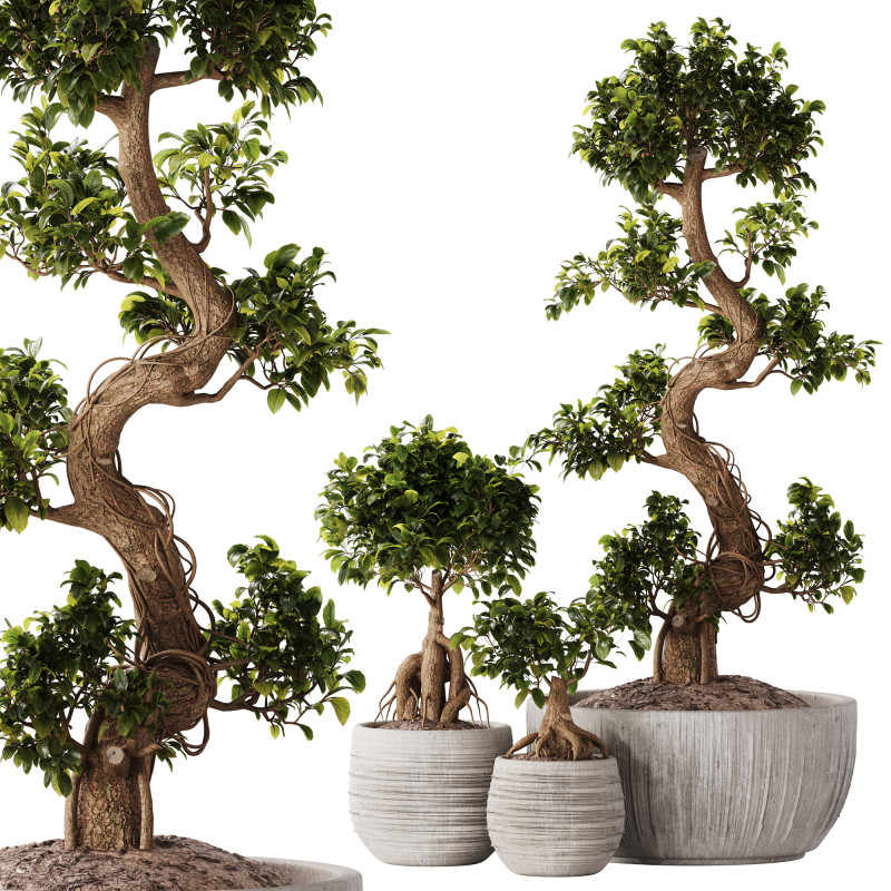 Bonsai Set 07 Modello 3D .c4d .max .obj .3ds .fbx .stl .blend 