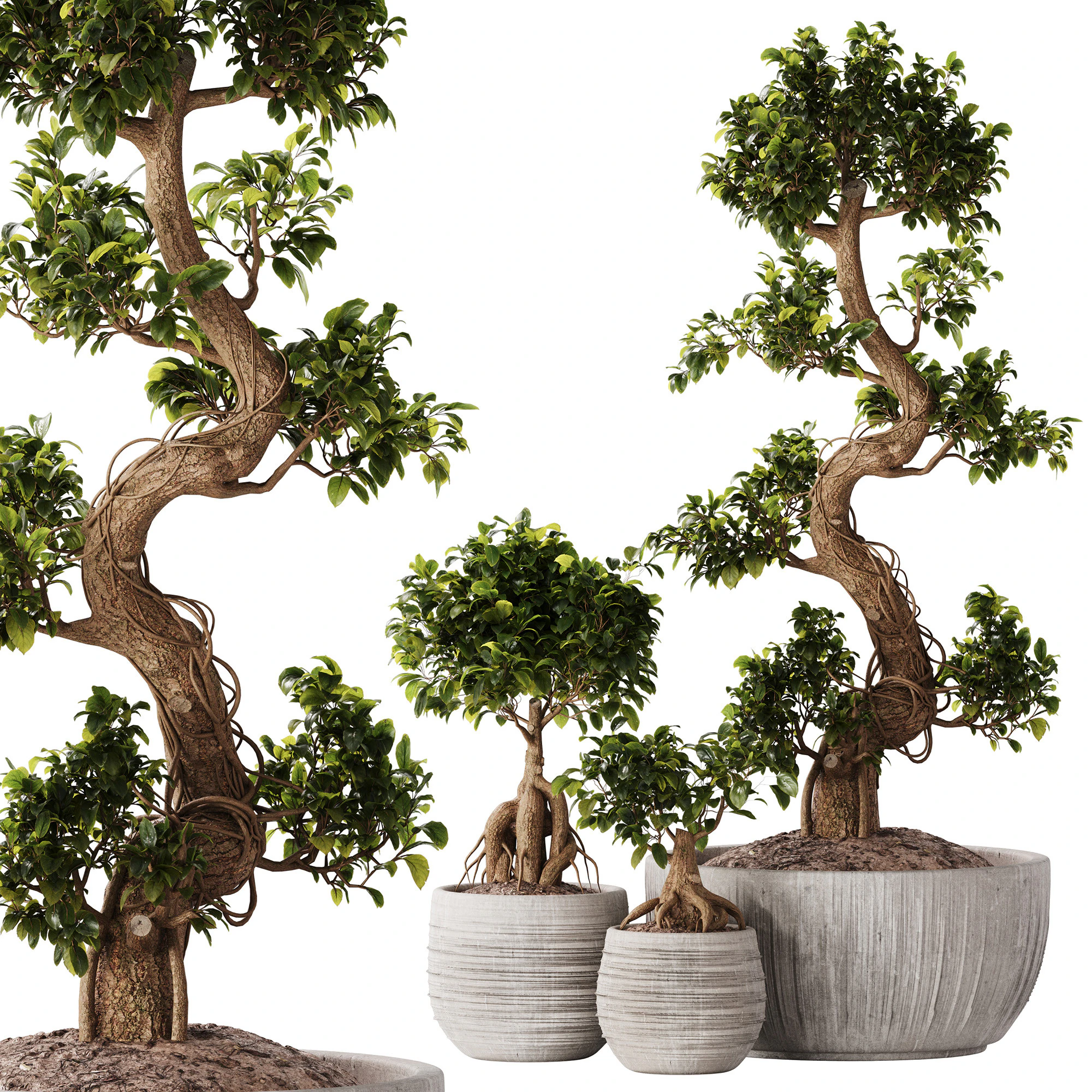 Bonsai Set 07 3D Model .c4d .max .obj .3ds .fbx .stl .blend 