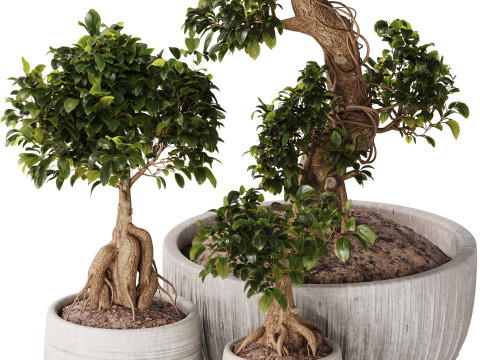 Bonsai Set 07 Modello 3D