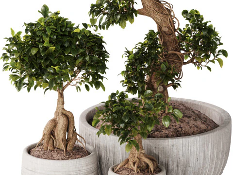 Bonsai Set 07 3D Model
