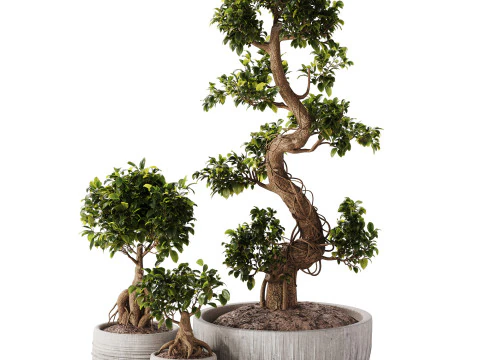 Bonsai Set 07 3D Model