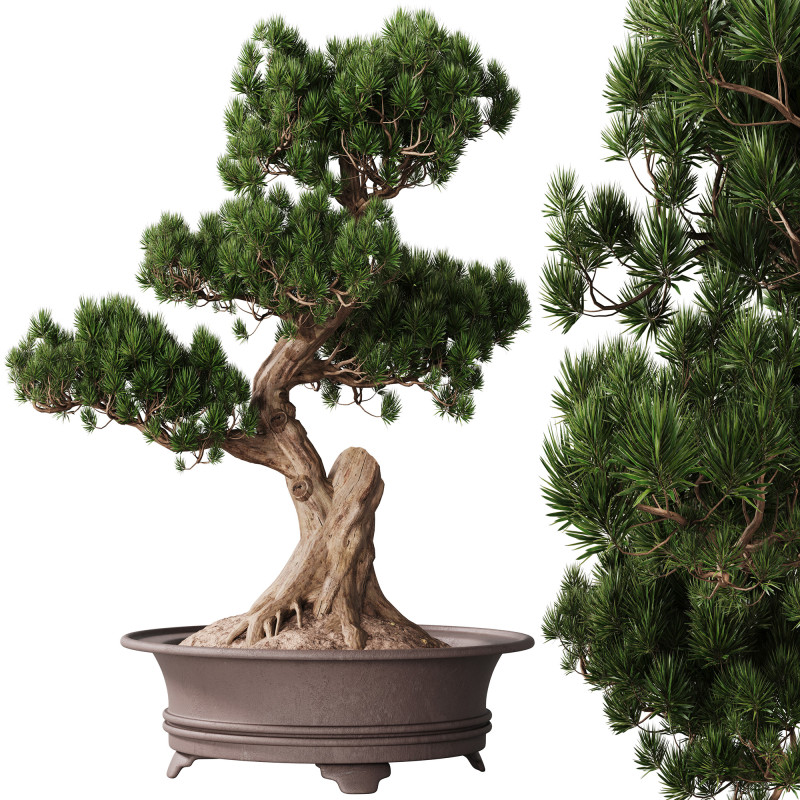 Indoor Plant 21 - Bonsai 3D 모델 .c4d .max .obj .3ds .fbx .stl .blend