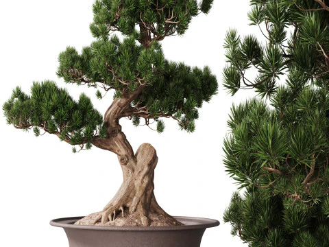 Planta de Interior 21 - Bonsai Modelo 3D