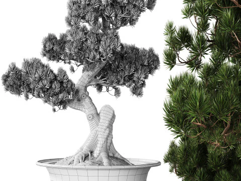 Indoor Plant 21 - Bonsai 3D Model