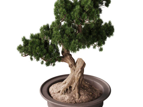 Indoor Plant 21 - Bonsai 3D Model