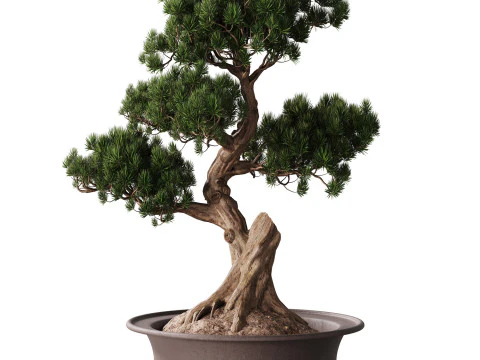 Indoor Plant 21 - Bonsai 3D Model