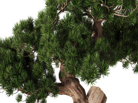 Indoor Plant 21 - Bonsai 3D Model