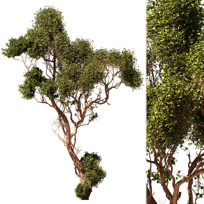 Tree Vol 06 Modello 3D .c4d .max .obj .3ds .fbx .stl .blend 
