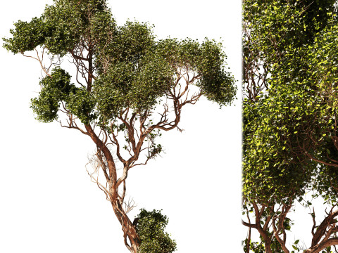 Tree Vol 06 Model 3D